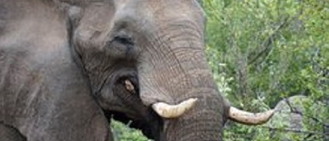 Welttag des Elefanten, was wissen Sie über Dickhäuter?