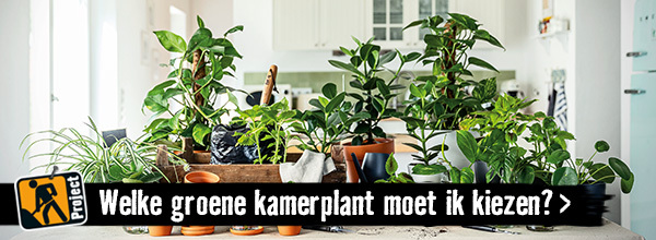 Welke groene kamerplant moet ik kiezen? | HORNBACH