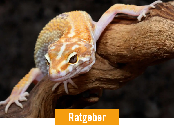 HORNBACH Ratgeber Terrarientiere halten