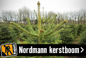 De echte Nordmann kerstboom | HORNBACH!