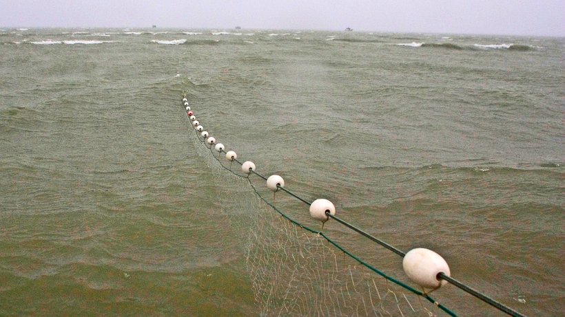  Freischwimmende Treibnetze können für den Kalifornischen Schweinswal zur tödlichen Falle werden. © Bob Martinson/AP/dpa 