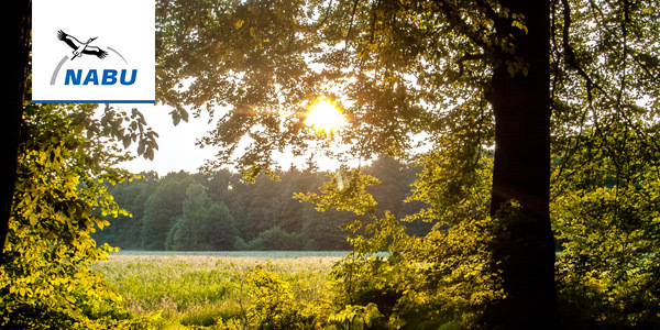 Sonne im Wald – Foto: Kathy Büscher, NABU Rinteln