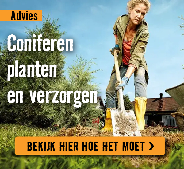 Coniferen planten en verzorgen | HORNBACH