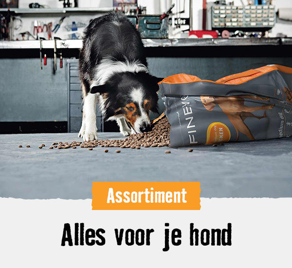 Alles voor je hond | HORNBACH