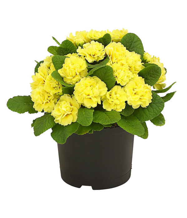 Rosenprimel 'Belarina'