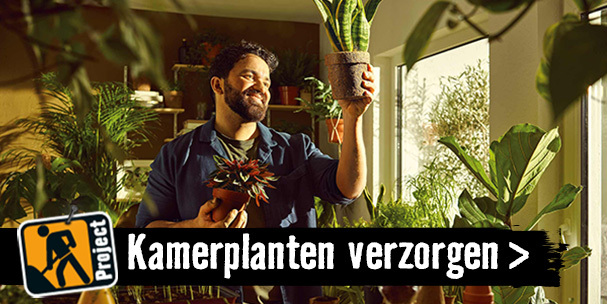 Kamerplanten verzorgen | HORNBACH