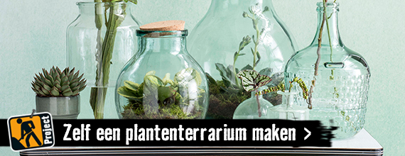 Zelf een plantenterrarium maken | HORNBACH