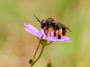 Schutzgebiete ohne Insektenschutz?