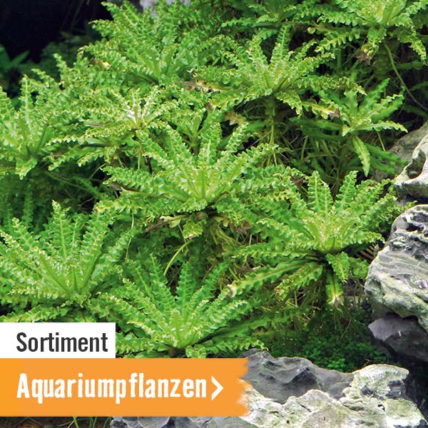 Aquariumpflanzen im HORNBACH Online Shop