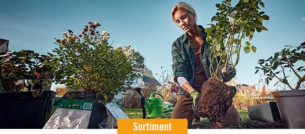 Heckenpflanzen im HORNBACH Onlineshop