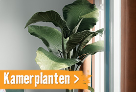 Kamerplanten | HORNBACH