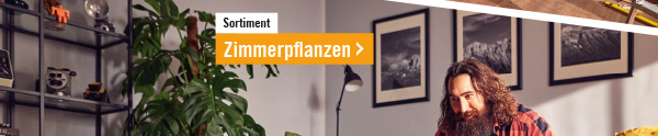 Zimmerpflanzen