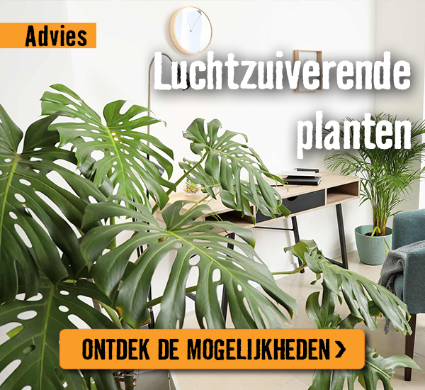 Luchtzuiverende planten | HORNBACH