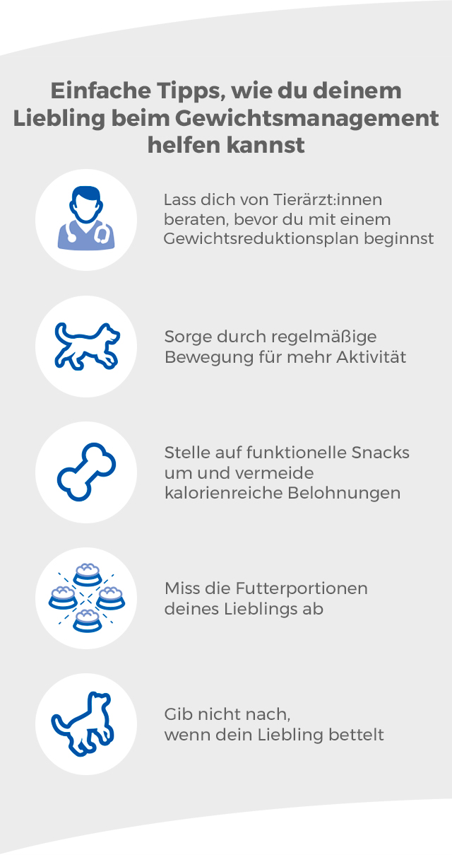 Einfache Tipps, wie du deinem Liebling bei der Gewichtsabnahme helfen kannst