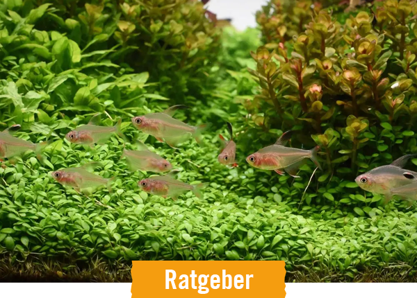 HORNBACH Ratgeber Aquarium für Anfänger