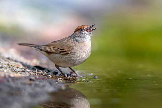 Mönchsgrasmücke – Foto: mauritius images/Alamy Stock Photos/Rudmer Zwerver