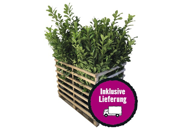 15 x Kirschlorbeer, Lorbeerkirsche FloraSelf Prunus laurocerasus 'Novita' H 100-125 cm ClickCo für ca. 6 m Hecke