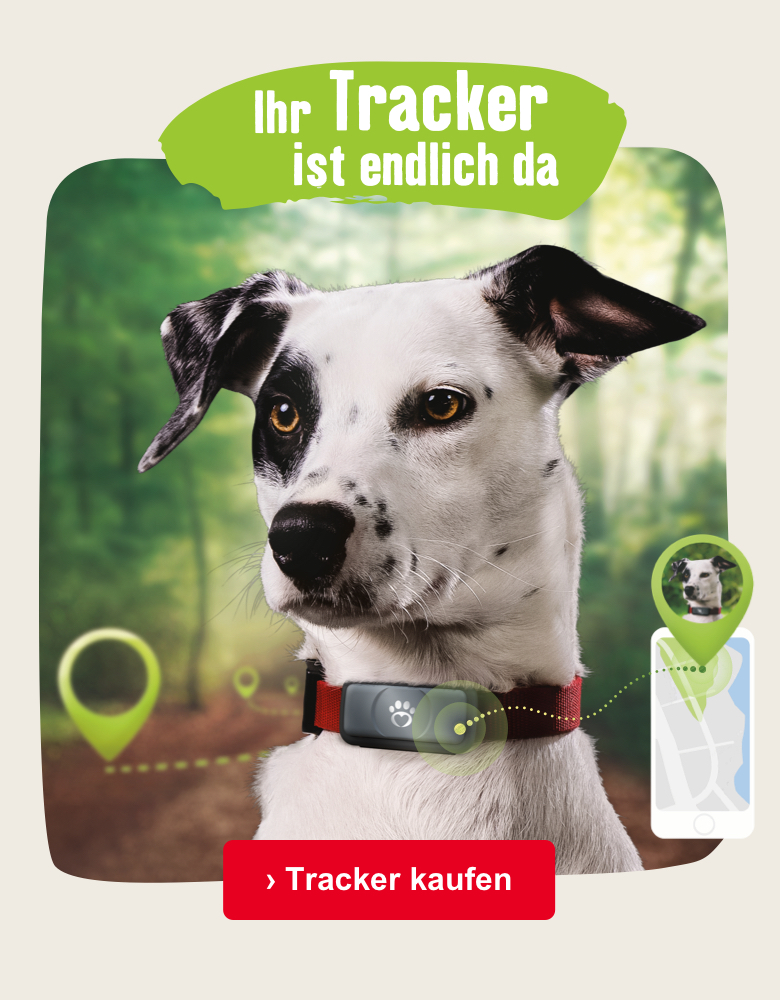 Jetzt Hundetracker sichern und sparen