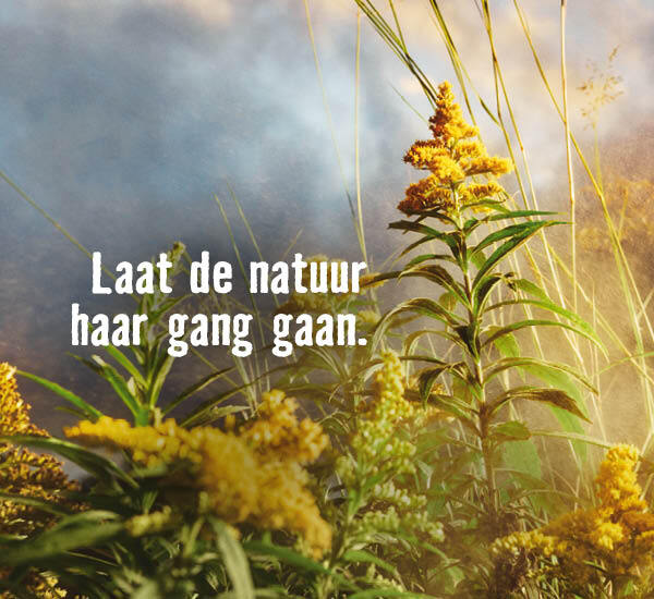 Laat de natuur haar gang gaan. | HORNBACH