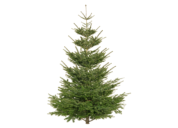 Christbaum Premium echte Nordmanntanne Höhe 210-250 cm geschlagen aus nachhaltigem Anbau.