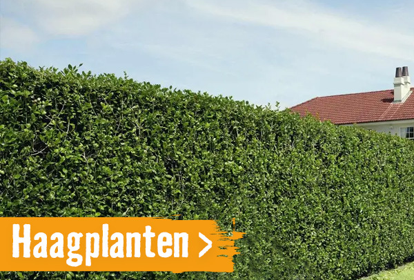 Haagplanten | HORNBACH