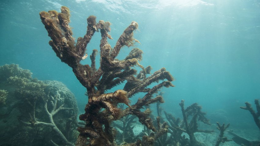  Korallen des Great Barrier Reef nach einer massenhaften Korallenbleiche, aufgenommen im Mai 2016 © dpa 