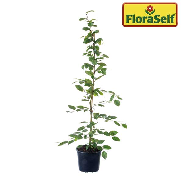 Heckenpflanze FloraSelf Hainbuche Carpinus betulus H 80-100 cm im 2,5 Liter Topf ab 20 Stück auf Palette