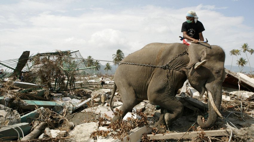  Indonesien: Überlebende des Tsunamis räumen gemeinsam mit Elefanten auf. Allein in dem Inselstaat starben damals mehr als 160.000 Menschen. © Philippe Desmazes/Getty Images 