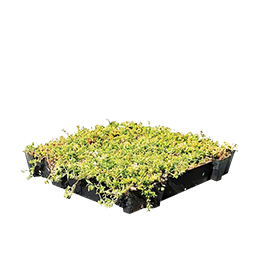 Sedumdak tray per m² | HORNBACH