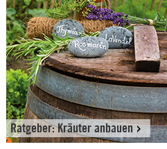 Ratgeber Kräuter anbauen