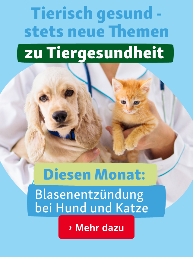 Tierisch gesund: Blasenentzündung bei Hunden und Katzen