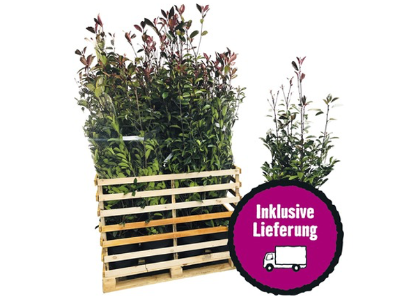 18 x Glanzmispel FloraSelf Photinia fraseri 'Red Robin' H 125-150 cm Co 15 L für ca. 7 m Hecke