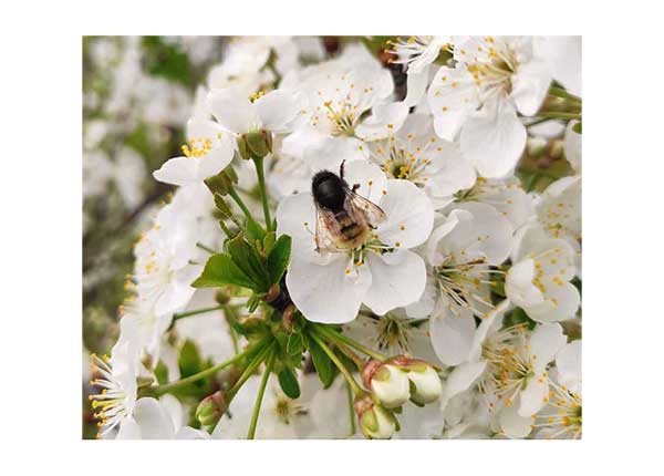 Wildbienen-Kokons zur Obstbestäubung Gehörnte Mauerbiene 30 Stk.
