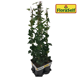 FLORASELF Klimop Hedera hibernica potmaat Ø 17 cm H 70 cm 4 stuks | HORNBACH