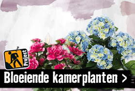 Bloeiende kamerplant kiezen | HORNBACH