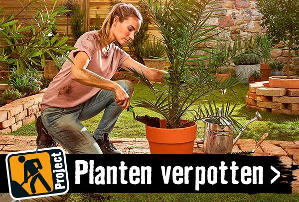 Planten verpotten | HORNBACH