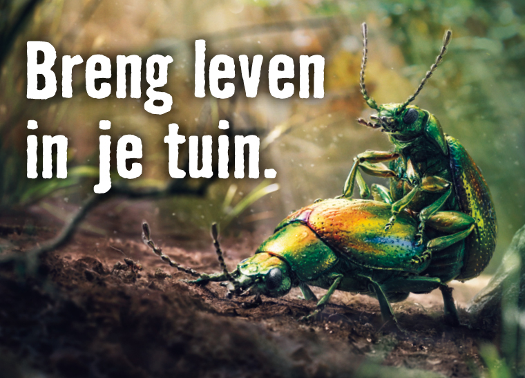 Breng leven in je tuin! | HORNBACH