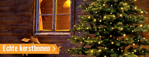 Echte kerstbomen | HORNBACH