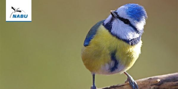 Foto: NABU/Frank Derer