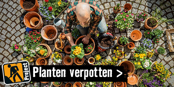 Planten verpotten | HORNBACH