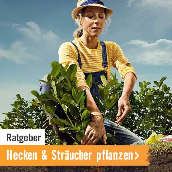 HORNBACH Ratgeber Hecken pflanzen