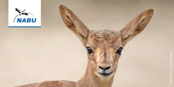 Kropfgazelle – Foto: Ozkan Ozmen / biglensadventures.com
