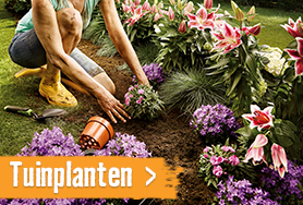 Tuinplanten | HORNBACH
