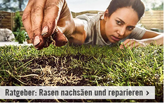 Ratgeber: Rasen nachsäen und reparieren