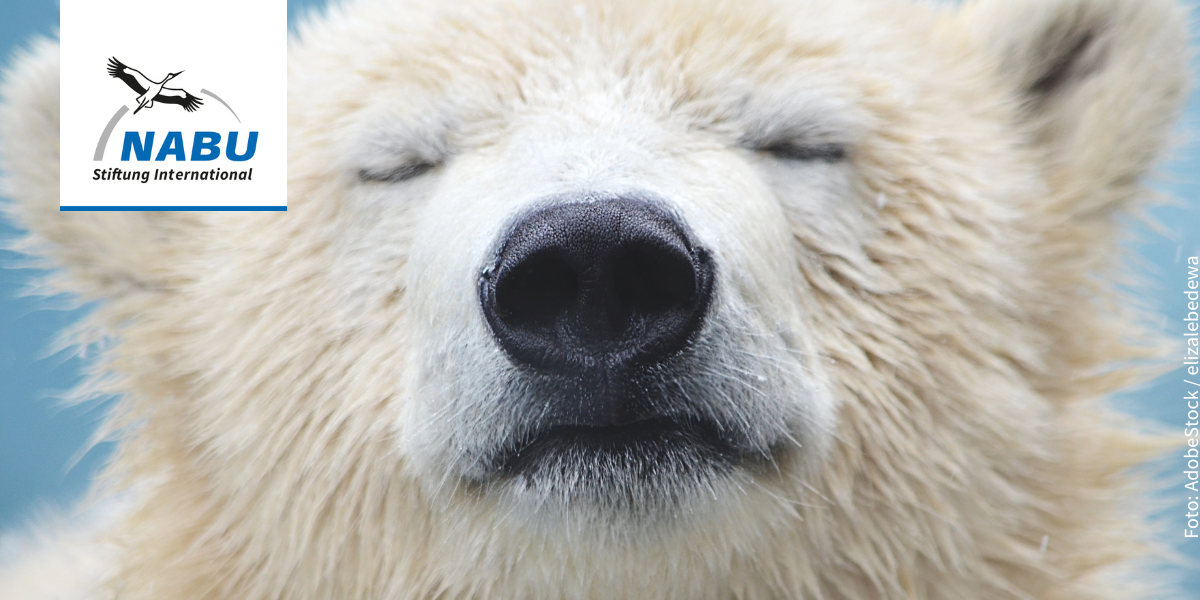 Eisbär mit geschlossenen Augen