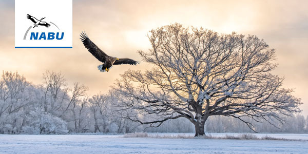 Seeadler in Winterlandschaft - Foto: mauritius images / AkremaFotoArt / Seeadler: AdobeStock /Uryadnikov Sergey
