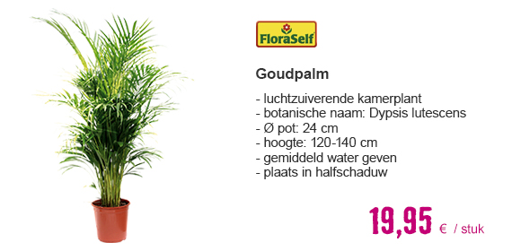 FLORASELF Goudpalm Dypsis lutescens potmaat Ø 24 cm H 120-140 cm | HORNBACH