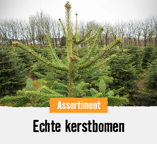 Echte kerstbomen | HORNBACH