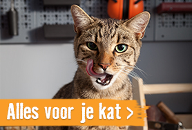 Katten | HORNBACH