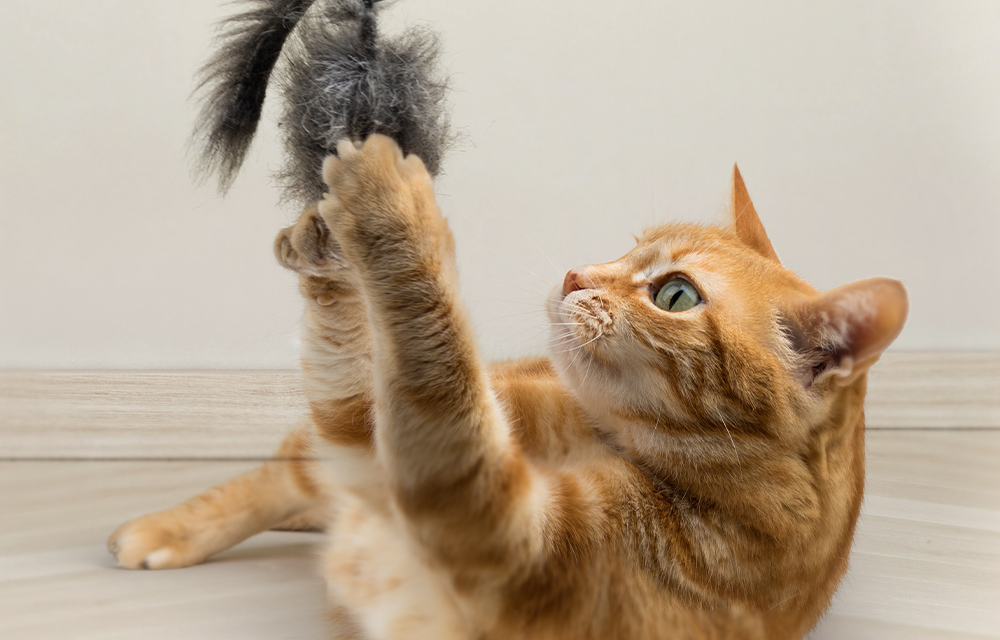 Erfahren Sie hier, was bei der Futterumstellung zu beachten ist ►